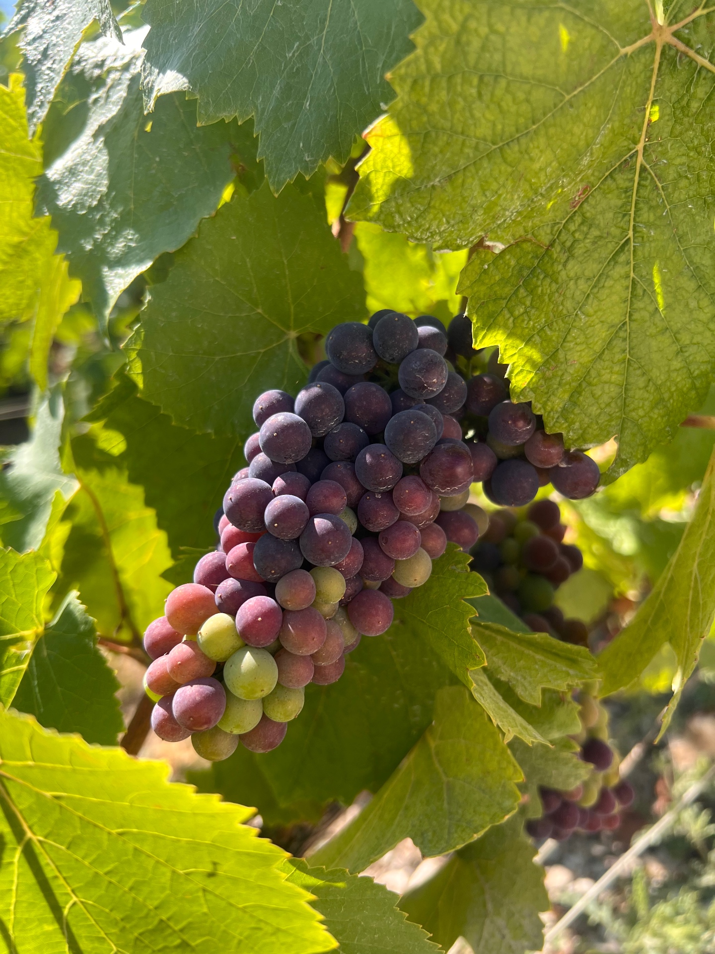 Pinot Noir-druer på stokken i Champagne
