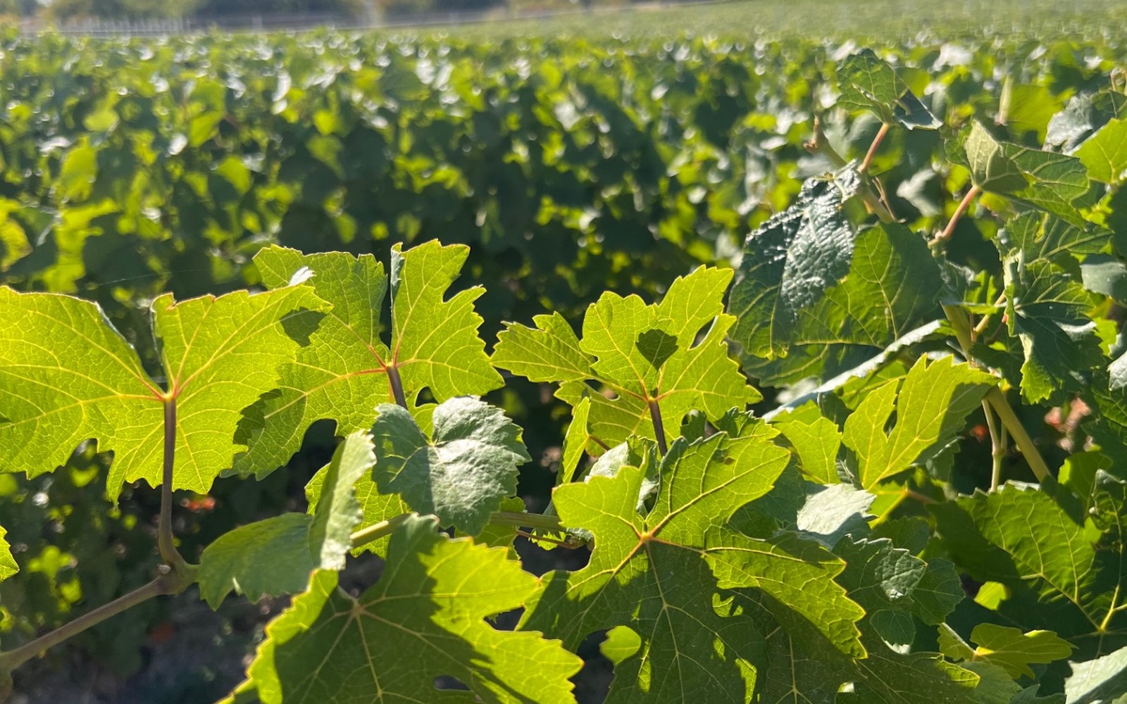 Vinmark med solbeskinnede vinranker i Champagne