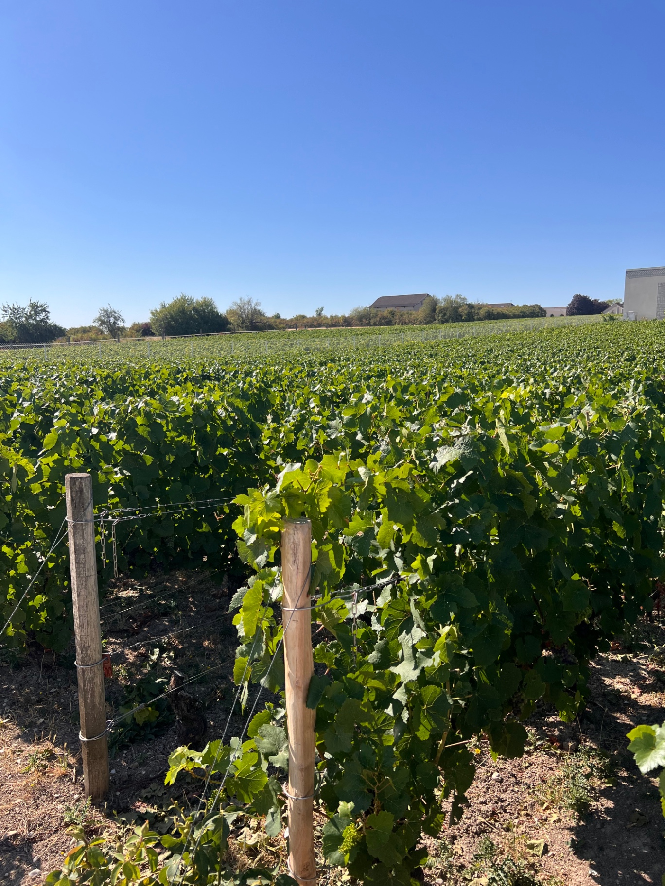 Vinmark i Champagne med rækker af vinstokke under blå himmel